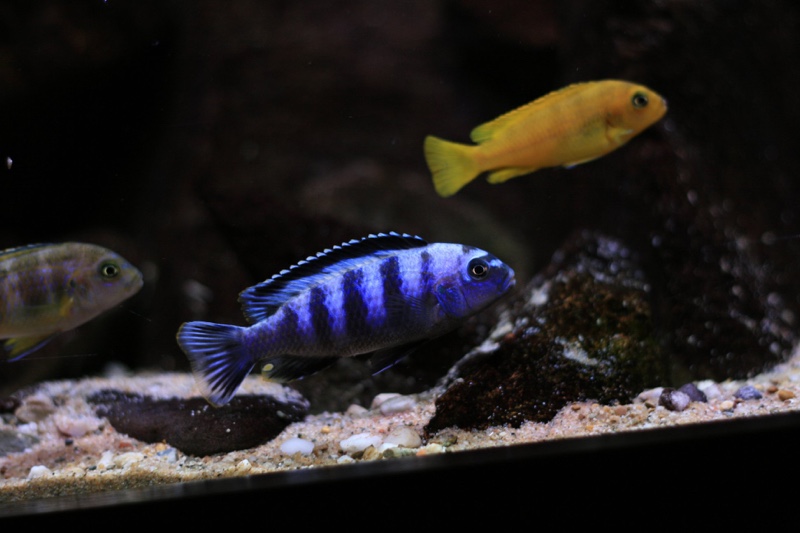 Chindongo saulosi 'Taiwanee Reef'